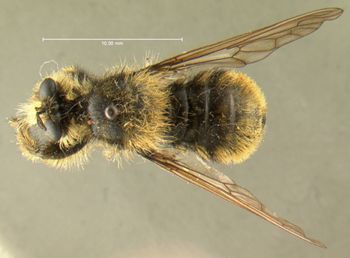 Media type: image;   Entomology 13482 Aspect: habitus dorsal view